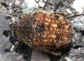 Bumble Flower Scarab